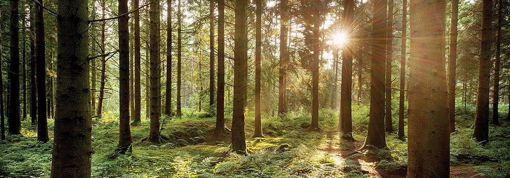 PM2.5传感器在森林保护中的重要作用